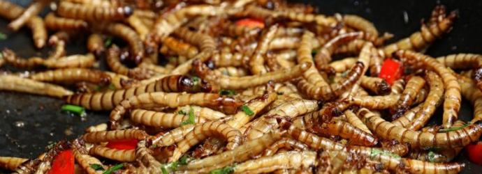 Insetti da mangiare: l’ok dell’UE alle tarme della farina