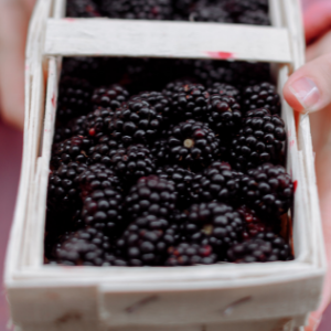 proprietà del gelso