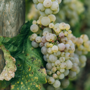 uva frutta settembre