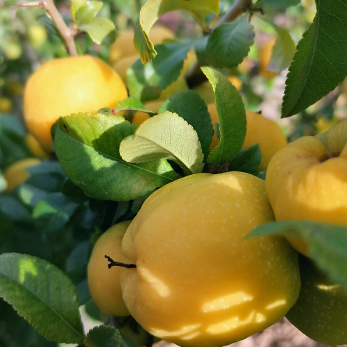 mele cotogne ottobre frutta