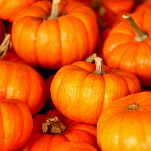 zucca verdura ottobre